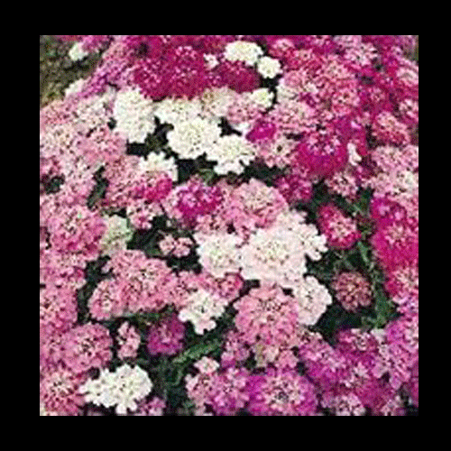 CAPRICORN As babies, playing peekaboo refines our motor skills and visual tracking, and helps us learn that people still exist when they aren’t around. Play is how we’re built to learn. It shows us how to think, negotiate, adapt to new rules and try again when things don’t go as planned. Don’t let all your urges and good ideas forget this essential ingredient. When we are in a true state of play - overthinking, imperfections and self-doubt aren’t a part of the vocabulary. When we are in true play we are open to wonder, open to anything happening at any moment - we let inspiration and motivation come and go, knowing that it still exists when it's not around.