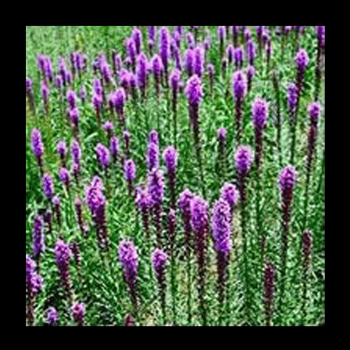 VIRGO What do they mean we have to differentiate ? What do they mean we have to love in equal parts passion and ambivalence ? Don’t they know that we were once an egg with no sense of time or separation ? Don’t they know that we came from INSIDE someone's body ? Don’t they know that when we fall in love, it turns us back into nucleus goo ?....and yet still, we are time-bound adults with sovereign destinies to follow...obsessing about each other until we have to go to work - until we are bored - until individual ideals for the future start to pull apart and a chord must be cut.