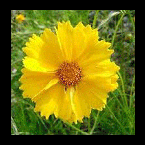 SAGITTARIUS There are three forms of street performance: circle shows, walk-by acts, and stoplight performances.