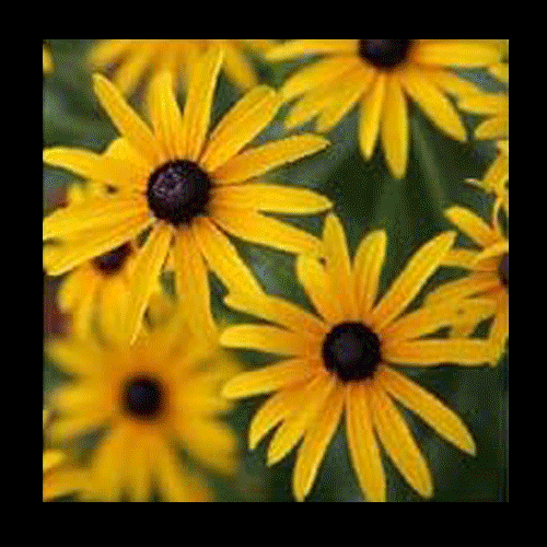 TAURUS While writing a book about flow, Mihaly Csikszentmihalyi reached out to 275 artists asking if he could interview them about their creative process. Many declined or did not respond at all. Peter Drucker, expert of Oriental art wrote back...