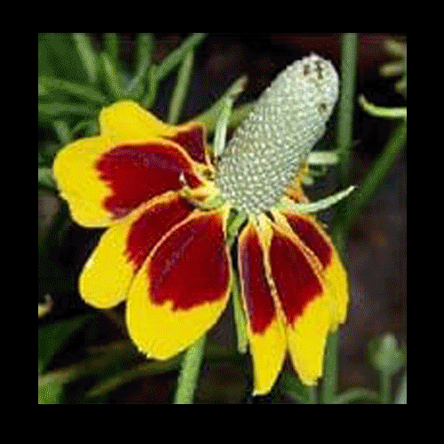 SCORPIO People are really into red or green flags. Yet, sometimes things are kinda weird, sometimes it's not totally clear if it's a perfectionist streak, a trauma response or a communication issue. If someones not texting you back right away , it can mean a million things - one possibility is that they really suck. Yet, some things take time and inner-processing to prove their true selves, some things are just a yellow flag...a connection to take slowly. Trust you'll sense when things get orange...bleeding into red, when caution tape needs to become a no trespassing sign - let time and experience tell you how available you are for the active work of relating.