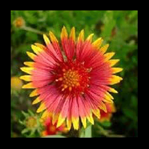 ARIES All repetition becomes unconscious. Anything practiced gets automatized and dumped into the subconscious mind so that the brain can use more energy to fight off lions. Because of this, our brains can feel anxious around new experiences and risks. Yet, once we try something enough, even just once - and make it more familiar, fears subside...we prove to ourselves we did not die and now our brain knows how to resource itself around it. Or as Helen Keller says: “Security is mostly a superstition...avoiding danger is no safer in the long run than outright exposure. Life is either a daring adventure, or nothing.”