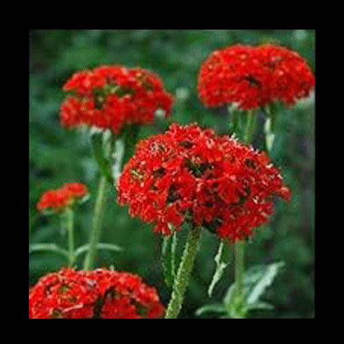 AQUARIUS When birds gather around your home, it can have a few different meanings. In some cultures, it's believed to be a sign of prosperity. Others attribute it to migration patterns or perhaps you are the intersection of food, water, rodents, an abundance of nest-worthy trees. Adolescents perch high, bumble around trying to learn how to fly. Sit and look out the window, take cues from the birds: What scene from your local environment makes it feel nest-worthy ? What ways can your home/inner-home feel anchored enough so that you can jump into life ?