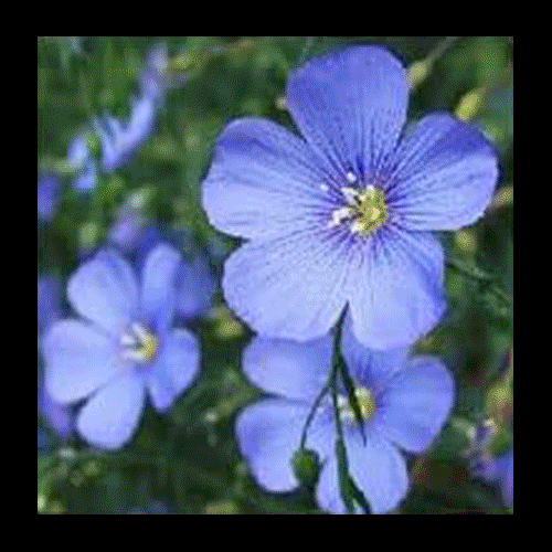 LIBRA We are drawn to people for specific reasons. Some say its all in the endocrine system, hormone to hormone fuel. Others say its a constant reenactment of confusing family stuff. Whatever mysterious thing it is, together-ing is a human reflex that has always existed and always will. I hope you are learning your taste and place within it, which can take on as many shapes, lovers, friends, therapists as the unconscious mind can hold. For the chemical clusterfuck of feeling drawn to another is often a subconscious hum from your psyche yearning to heal - and like it or not, you are built to heal.