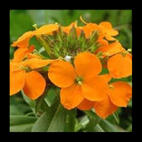 LEO No need to deflect or brush off compliments, clues and constructive criticism from others, no need to feel awkward about you're affect on the world. You have gotten enough information now about your growth edges, and enough internal fire to respond uniquely to the call. We often think we need proof to be convinced that where we want to go next is possible. But to make big changes and do extraordinary things >> you have to think in extraordinary ways. Develop the skill of believing something is possible that you haven’t ever done or been before — trust that the proof will appear as you become it.