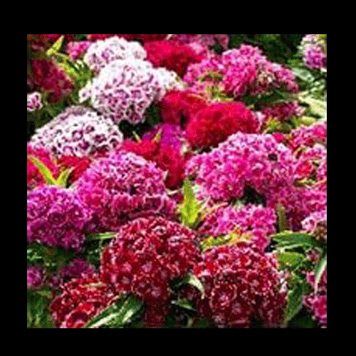 GEMINI Stage magicians know - what’s happening out of sight is fundamental to what the eye thinks is being displayed.