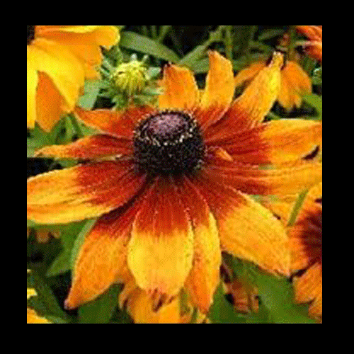 PISCES Our culture loves to cultivate the assertive, competitive side of its nature, and repress the nurturant. Yet, one or the other pole on the spectrum is not more important than the other. It is possible to express the full range. This doesn't mean to be wishy-washy or neutral or some midpoint between two opposites. We might consider a mature personality to be someone who can move from one extreme to the other as the occasion calls for it. Perhaps its a delicate interplay between saying *yes and *no. Give yourself permission to be both aggressive and cooperative, with equal intensity and self-respect.