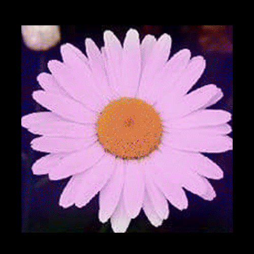 TAURUS NEW MOON HOROSCOPES